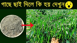 গাছে ছাই দিলে কি হয় দেখুন, মরিচ ও বেগুন গাছের ফলন দ্বিগুন বৃদ্ধি পাবে এই পরিচর্যা করলে।