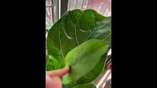 Fiddle leaf  fig - bambino 小叶琴叶榕