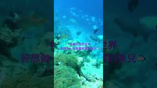 神奇的海底世界，渴望做一條無憂無慮的🐟 / miraculous underwater world