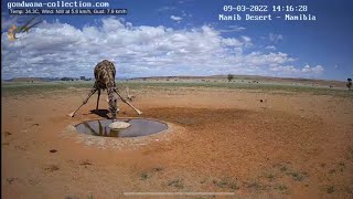 NamibiaCam: Giraffe drinking at waterhole
