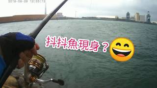 2019-9-29 磯釣~台中港100號碼頭~抖抖魚現身？