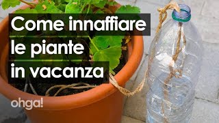 Innaffiare le piante quando sei in vacanza: 3 metodi riciclando una bottiglia di plastica