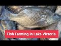 Making Money via Fish Cages in Lake Victoria | Fish Farming in Lake Victoria | Making Money in Kenya