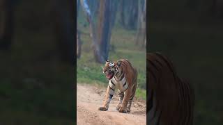 TIGER ROARS |rare wildlife scens| tholpetty wildlife sanctuary| തോൽപ്പെട്ടിയിൽ കടുവ ഇറങ്ങിയപ്പോൾ