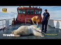 polar bear rescued after injury caused by millions of barnacles”