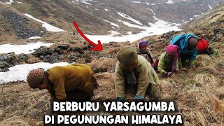 Petualangan Menakjubkan : Berburu Yarsagumba di Pegunungan Himalaya