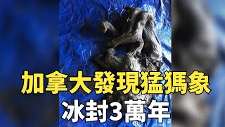 加拿大發現猛獁象木乃伊，冰封3萬年，專家稱遠古病毒將捲土重來【縱觀史書】#歷史#猛獁象#考古