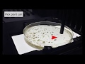 Pickolo flexible colony picker