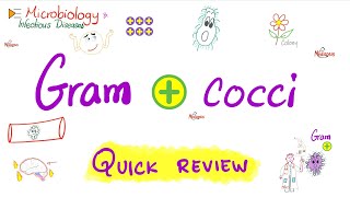 Gram-Positive Cocci - Quick Review - Microbiology 🧫 and Infectious Diseases 🦠