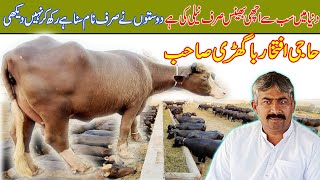 pure nili buffalo farm haji Iftikhar bagri | milking World champion buffalo farm | pure nili Buffalo