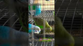 love birds breeding progress