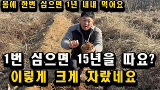 봄에 한번 심으면 1년 내내 15년동안 먹는 야채 아스파라거스