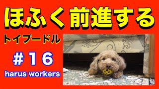 トイプードル特技！ほふく前進 する犬！Dog crawl！トイプーはるくんToyPoodle♯16harus workers（ハルズワーカーズ）