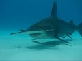 sharks oct 10 2014