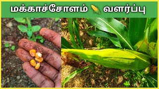 மக்காச்சோளம் வளர்ப்பது எப்படி? Makkacholam Valarpathu Eppadi? How to Grow Corn from Seed in Tamil?