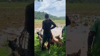 pemburu melihat situasi bukit #boarhunting #doglover #doghunter #huntingdog #shortvideo