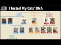 I Tested My Cats' DNA using BasePaws | Family Tree of Cat Breeds