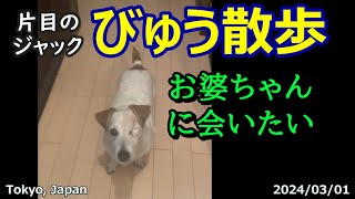 びゅう散歩105.  お婆ちゃんに会いたい 2024/03/01【 片目のジャックラッセル 】One-Eyed Jack Russell terrier