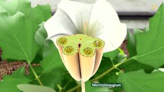 Practically's Concepts - Androecium- #LearnPractically