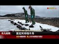 h5n1入侵 南極企鵝大量死亡疑