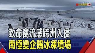 H5N1入侵? 南極企鵝大量死亡疑\