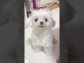 トリミング前の最強ボサボサちゃん マルチーズ まるちーず maltese maltesedog