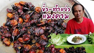 แมงหายาก ขั่ว-ตำแจ่ว \