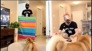 主人变魔术“突然消失” 再次出现后柴犬惊呆了！|Dog Funny reaction to What The Fluff Challenge