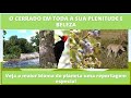 CERRADO, O BIOMA MAIS RICO DO PLANETA, EM REPORTAGEM FANTÁSTICA