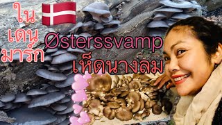 Østerssvamp เก็บเห็ดนางลมในเดนมาร์ก คนไทยในต่างแดน /Pla Danmark แม่บ้านอิน