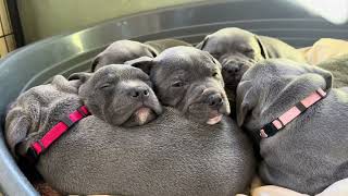 Snoring sleepy pile of staffy puppies 🐶