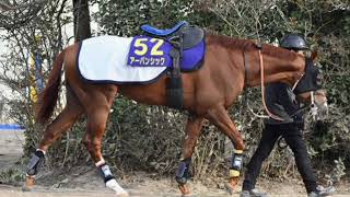 【有馬記念】菊花賞馬アーバンシック、３歳馬Ｖ狙う　武井師「チャンスある。舞台はむしろ合う」