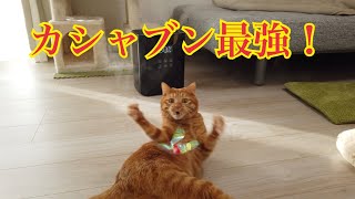 運動神経抜群猫と遊び下手なメス主のカシャブン対決！