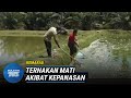 KEMARAU | Penternak Ikan Rugi Ribuan Ringgit