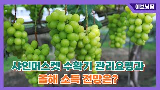 샤인머스켓 수확기 관리요령과 올해 소득전망은? #농업 #샤인머스켓