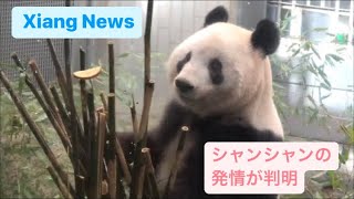 【Xiang News】シャンシャンの発情が判明＆ゾウ舎の放飼場の追加工事の様子　2023.02.14