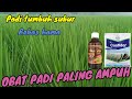 Aplikasi obat padi paling ampuh | Confidor 5wp | Biotogrow gold