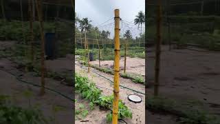 Long pea #farm #kerala #shorts #farming #panthal #bamboo#growth #progress