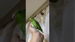 윤기가 좔좔 흐르는 |유리앵무마루🦜