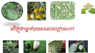 វិធីសាស្រ្តកម្ចាត់រុយស