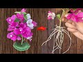 Just Aloe Vera! Bougainvillea Branch Grows 500% More Roots Overnight, and Blooms Continuously