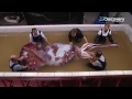 discovering a rare giant squid colossal squid