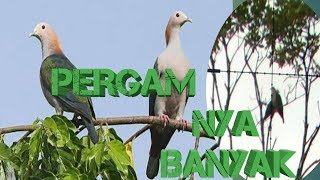 Playtube Pk Ultimate Video Sharing Website