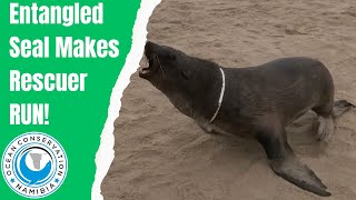 Entangled Seal Makes Rescuer RUN!