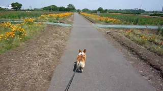 (HD) Goro@Welsh corgi 20090520 flowers