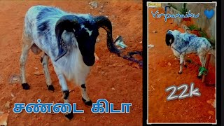 ✅சண்டை கிடா விற்பனைக்கு🐏🐏