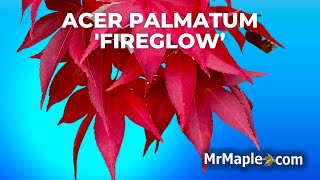 Acer palmatum 'Fireglow' | Excellent Bright Red  Japanese Maple | MrMaple Clips 🍁