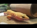 simon the leopard gecko