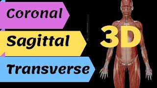 3D anatomical plane, sagittal, coronal and transverse plane in 3D view