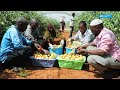 Hydroponic farming SOS Children's Village - Somali Version